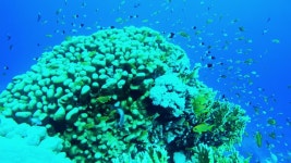 홍해 깊은 곳에 있는 포리테스 산호나 돌산호 속, 여행 컨셉 무비클립, 동영상, 영상,HD 영상, HD 비디오, HD 비디오클립. 무비클립 206079227... 