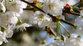 봄 피는 사과 꽃. 꿀 꿀벌 수분 봄 나무 흰색 꽃 피는 꽃. 무비클립, 동영상, 영상,HD 영상, HD 비디오, HD 비디오클립. 무비클립 190768016