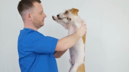 파란색 의료용 코트를 입은 남자가 잭 러셀 테리어를 손에 쥐고 있습니다. 무비클립, 동영상, 영상,HD 영상, HD 비디오, HD 비디오클립.... 