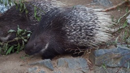 Spines Stock Video Footage and HD Video Clips - 123RF