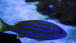 산호초 야생동물의 세계에서 스쿠버 다이빙을 즐겨보세요. 물 속에서 바다와 바다 물고기. 무비클립, 동영상, 영상,HD 영상, HD 비디오, HD... 