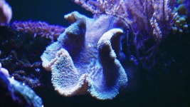 산호초 장면. 산호 정원의 바다 풍경. 무비클립, 동영상, 영상,HD 영상, HD 비디오, HD 비디오클립. 무비클립 209549430