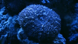 산호초 장면. 산호 정원의 바다 풍경. 무비클립, 동영상, 영상,HD 영상, HD 비디오, HD 비디오클립. 무비클립 209549392