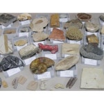 대현상사 전시용 개별화석 모음 - 에누리 가격비교