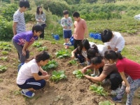 과천 농사와 요리 적정기술 일놀이 꿈의학교 - 경기이룸학교 과천 농사와 요리 적정기술 일놀이 꿈의학교
