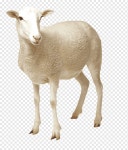 백양, 동물, 생물, 양 png | PNGWing