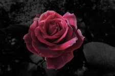[100+] Black Aesthetic Rose Wallpapers | Wallpapers.com