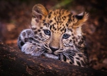 [100+] Leopard Aesthetic Wallpapers | Wallpapers.com