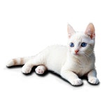 [300+] Cat Meme Png Images | page 3 | Wallpapers.com [300+] Cat Meme Png Images | Wallpapers.com