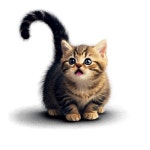 [300+] Cute Cat Png Images | Wallpapers.com