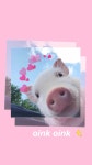 Download Aesthetic Cute Pig Wallpaper | Wallpapers.com