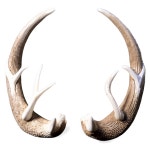 [200+] Deer Antler Png Images | page 3 | Wallpapers.com [200+] Deer Antler Png Images | Wallpapers.com