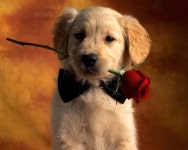 [100+] Beautiful Dog Pictures | Wallpapers.com