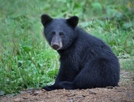 [100+] Black Bear Wallpapers | Wallpapers.com