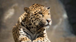 [100+] Black Jaguar Wallpapers | Wallpapers.com