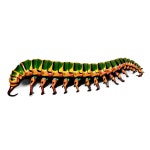 [100+] Centipede Png Images | Wallpapers.com
