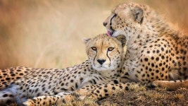 [100+] Safari Pictures | Wallpapers.com
