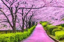 [400+] Cherry Blossom Pictures | page 4 | Wallpapers.com [400+] Cherry Blossom Pictures | Wallpapers.com