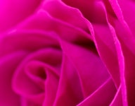 [1600+] Flowers Wallpapers | page 15 | Wallpapers.com [1600+] Flowers Wallpapers | Wallpapers.com