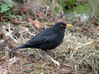 [100+] Blackbird Wallpapers | Wallpapers.com