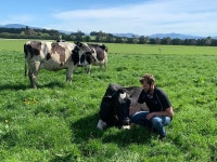 Download Cutest Cow Ever | Wallpapers.com