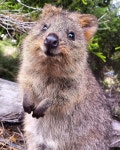 [100+] Quokka Wallpapers | Wallpapers.com