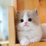 [100+] Cute Cats Pictures | Wallpapers.com