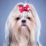[800+] Cute Dog Pictures | Wallpapers.com