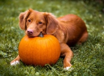 Download Cute Halloween Dog On Grass Field Wallpaper | Wallpapers.com