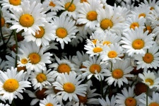 [400+] Daisy Pictures | page 6 | Wallpapers.com [400+] Daisy Pictures | Wallpapers.com