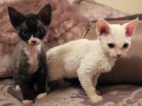 [100+] Devon Rex Wallpapers | Wallpapers.com