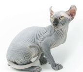 [100+] Elf Cat Wallpapers | Wallpapers.com