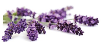[100+] Essential Oil Wallpapers | Wallpapers.com