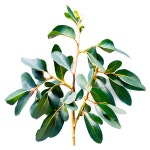 [100+] Eucalyptus Leaves Png Images | page 2 | Wallpapers.com [100+] Eucalyptus Leaves Png Images | Wallpapers.com