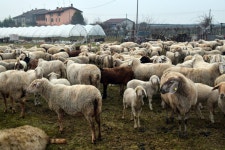 [200+] Sheep Wallpapers | page 2 | Wallpapers.com [200+] Sheep Wallpapers | Wallpapers.com