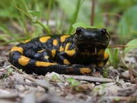 [100+] Mole Salamander Wallpapers | Wallpapers.com