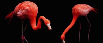 [100+] Flamingo Laptop Wallpapers | Wallpapers.com