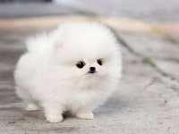 [100+] Fluffy Puppy Wallpapers | Wallpapers.com