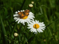 [100+] Full Hd Butterfly Wallpapers | Wallpapers.com