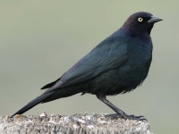 [100+] Blackbird Wallpapers | Wallpapers.com