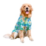 [100+] Preppy Dog Wallpapers | Wallpapers.com