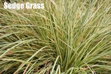 Download Grass Identification Pictures 1347 X 900 | Wallpapers.com