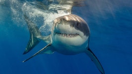 Download Majestic Great White Shark In The Deep Blue Sea | Wallpapers.com