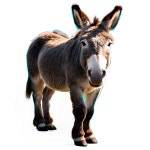 [300+] Donkey Png Images | page 5 | Wallpapers.com [300+] Donkey Png Images | Wallpapers.com