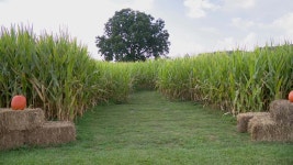 [100+] Haunted Corn Mazes Wallpapers | Wallpapers.com