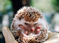 [100+] Hedgehog Pictures | Wallpapers.com