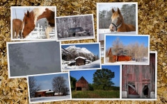 [100+] Horse Collage Wallpapers | Wallpapers.com