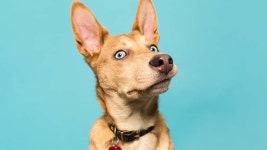 [100+] Proud Wallpapers | page 2 | Wallpapers.com [100+] Proud Wallpapers | Wallpapers.com