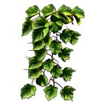 [200+] Vine Png Images | page 4 | Wallpapers.com [200+] Vine Png Images | Wallpapers.com