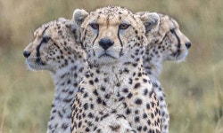 [1100+] Animals Pictures | page 4 | Wallpapers.com [1100+] Animals Pictures | Wallpapers.com